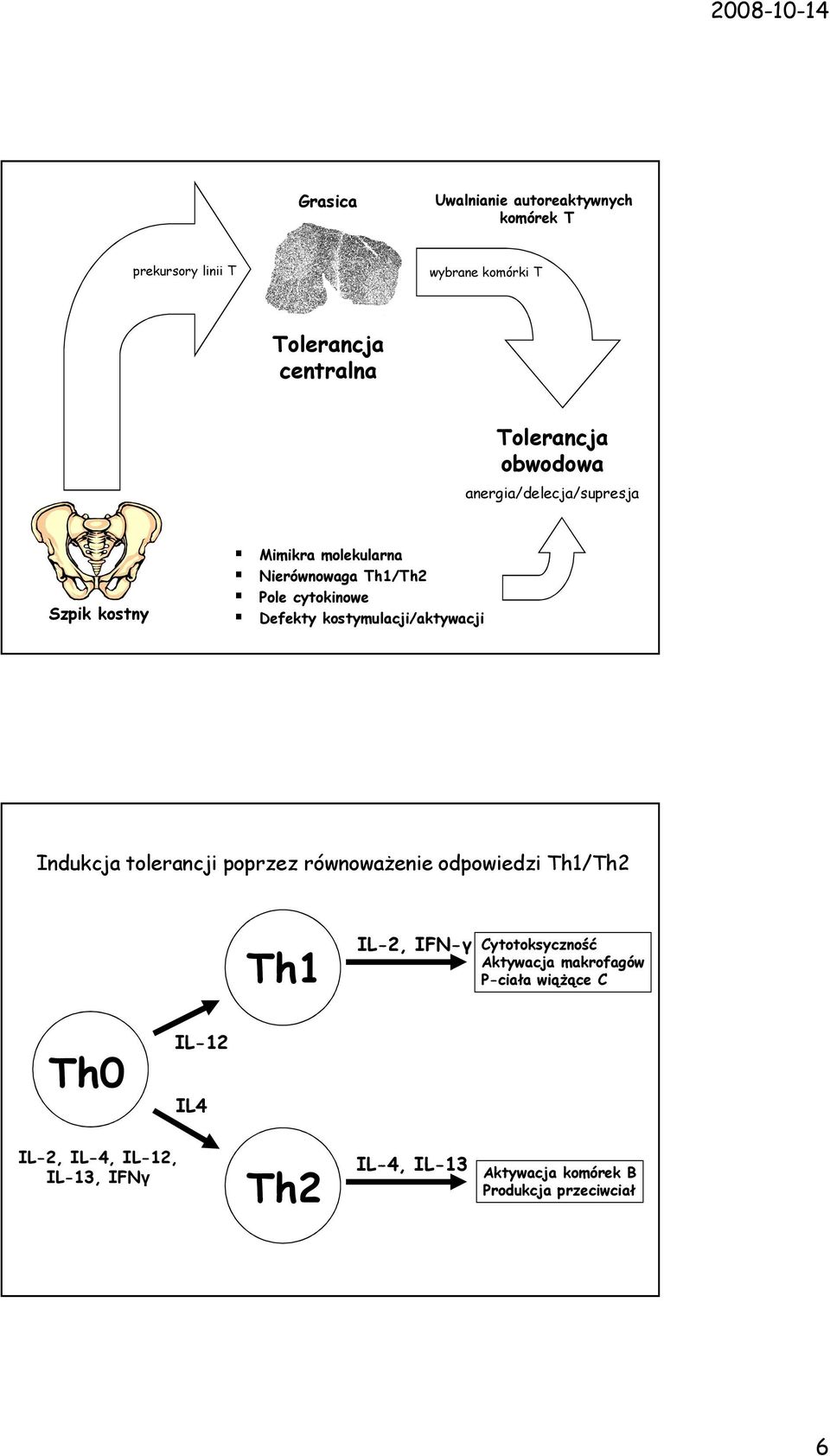 kostymulacji/aktywacji Indukcja tolerancji poprzez równowaŝenie odpowiedzi Th1/Th2 Th1 IL-2, IFN-γ Cytotoksyczność
