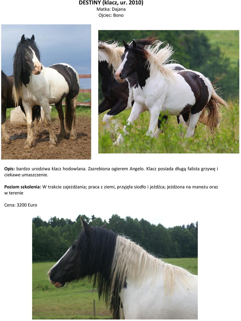 Zazrebiona ogierem Angelo.