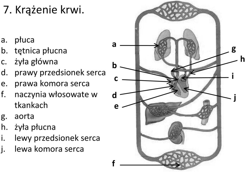 prawa komora serca f. naczynia włosowate w tkankach g.