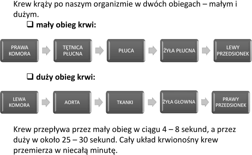 mały obieg krwi: duży obieg krwi: Krew przepływa przez mały