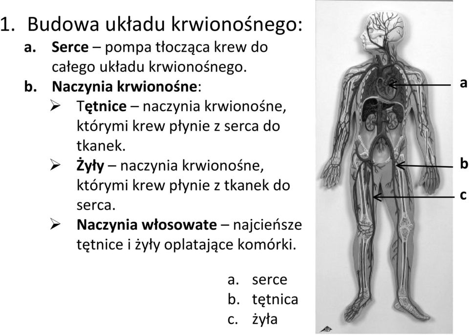 Naczynia krwionośne: Tętnice naczynia krwionośne, którymi krew płynie z serca do