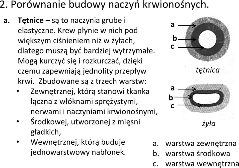 Mogą kurczyć się i rozkurczać, dzięki czemu zapewniają jednolity przepływ krwi.