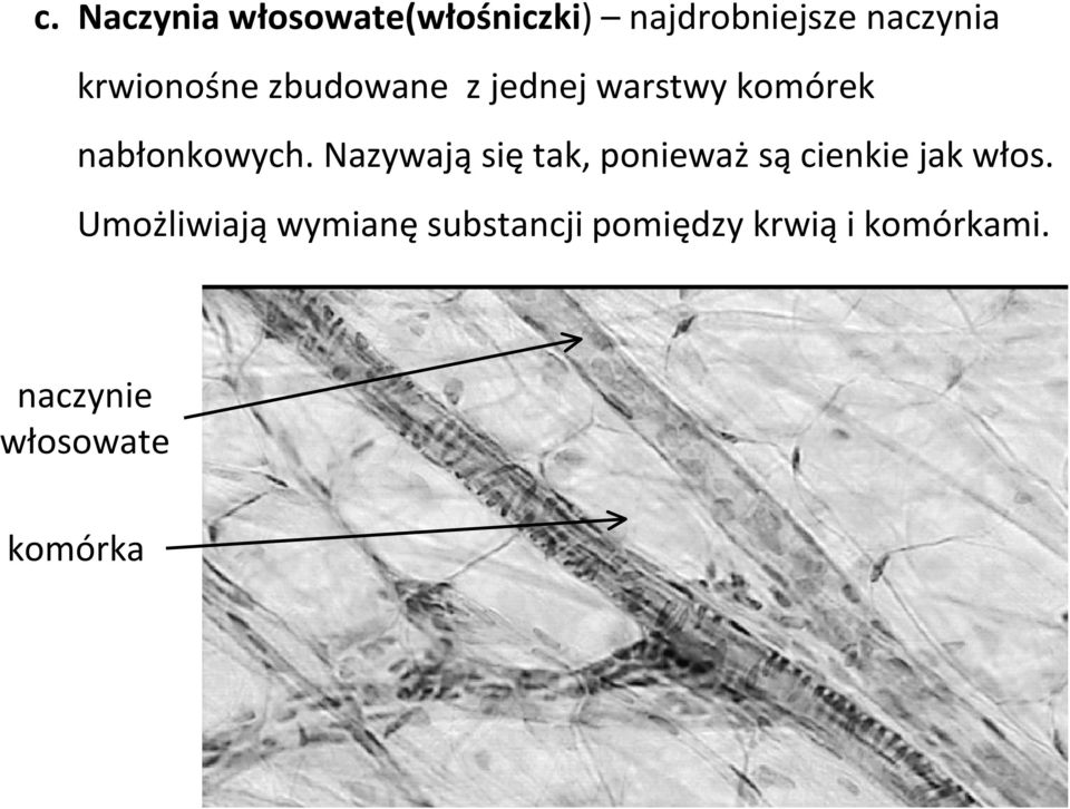 Nazywają się tak, ponieważ są cienkie jak włos.