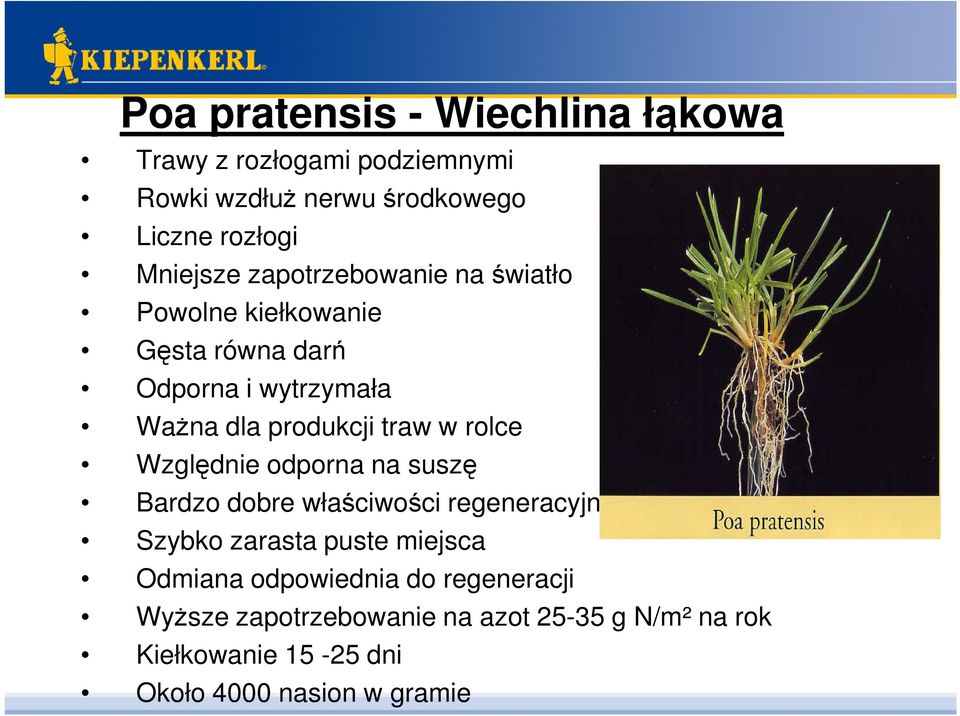 traw w rolce Względnie odporna na suszę Bardzo dobre właściwości regeneracyjne Szybko zarasta puste miejsca Odmiana