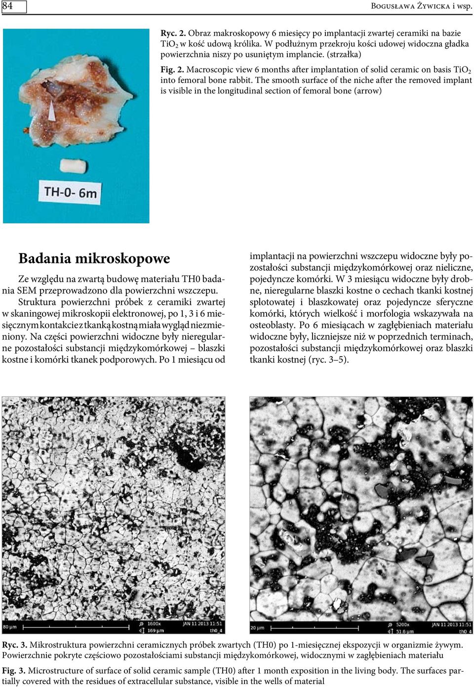 Macroscopic view 6 months after implantation of solid ceramic on basis TiO 2 into femoral bone rabbit.