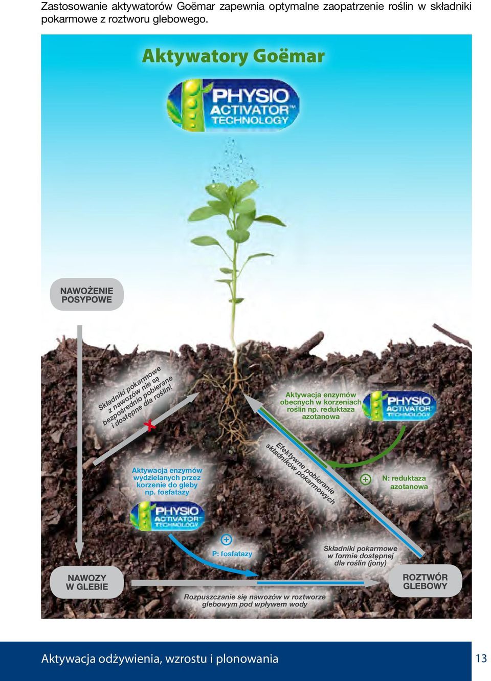 reduktaza azotanowa Efektywne pobieranie składników pokarmowych Aktywacja enzymów wydzielanych przez korzenie do gleby np.