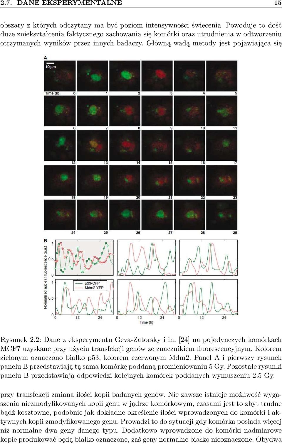 2: Dane z eksperymentu Geva-Zatorsky i in. [24] na pojeynczych komórkach MCF7 uzyskane przy użyciu transfekcji genów ze znacznikiem fluorescencyjnym.