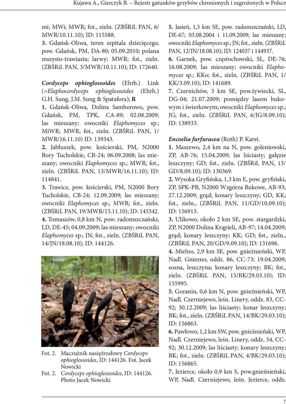 Cordyceps ophioglossoides (Ehrb.) Link (=Elaphocordyceps ophioglossoides (Ehrh.) G.H. Sung, J.M. Sung & Spatafora); R 1. Gdańsk-Oliwa, Dolina Samborowo, pow. Gdańsk, PM, TPK, CA-89; 02.08.