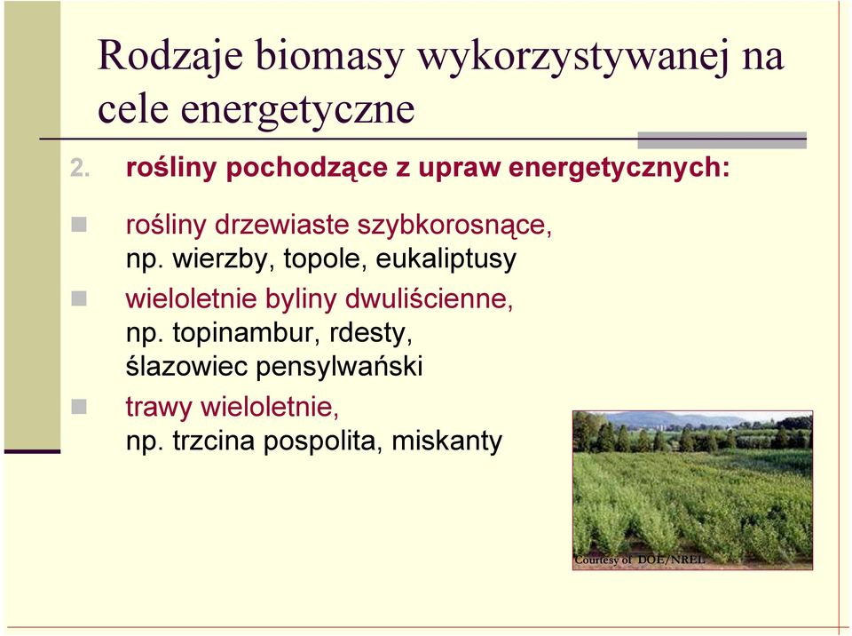 wierzby, topole, eukaliptusy wieloletnie byliny dwuliścienne, np.