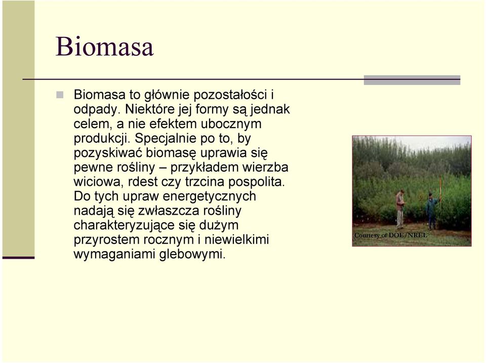 Specjalnie po to, by pozyskiwać biomasę uprawia się pewne rośliny przykładem wierzba wiciowa, rdest