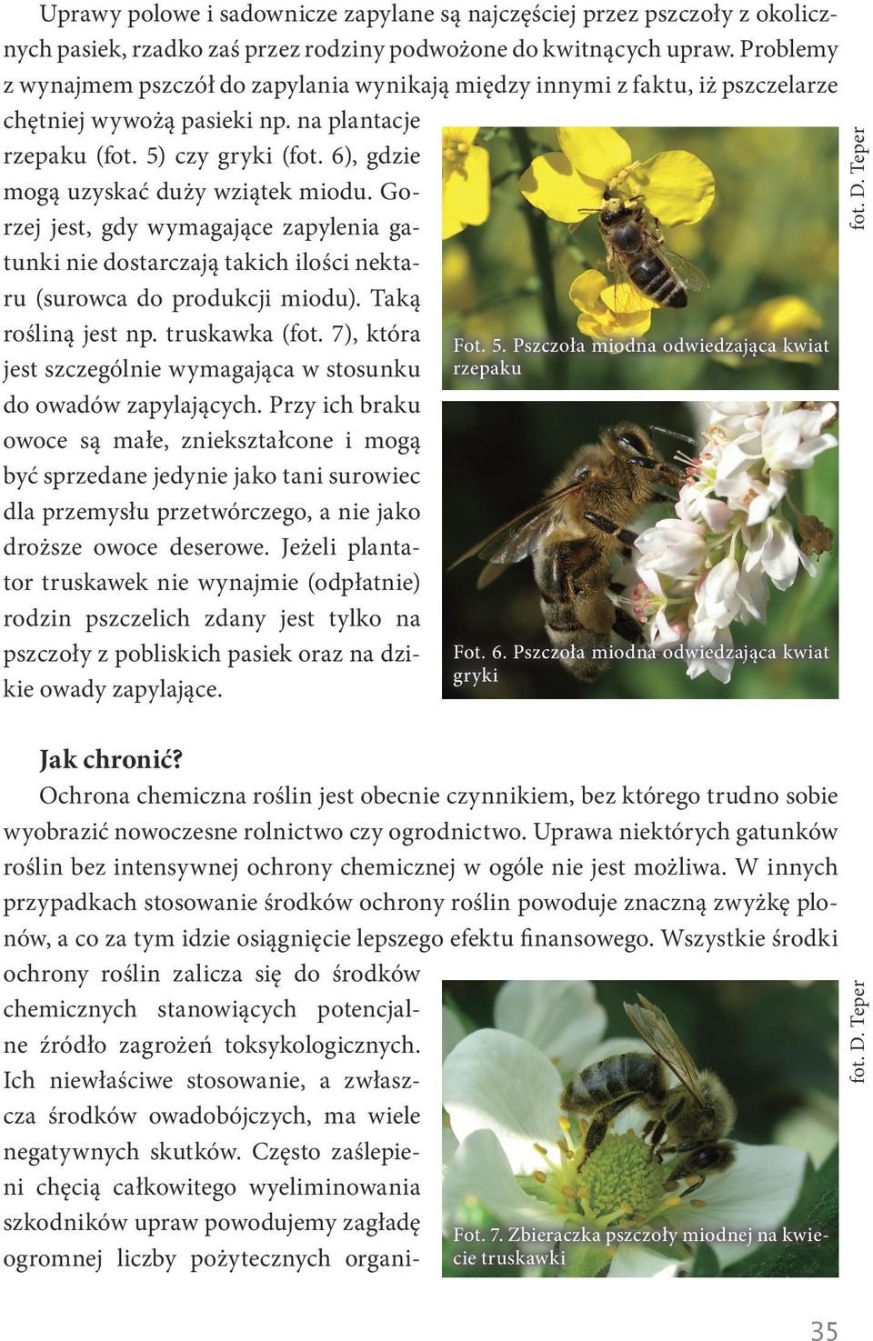 6), gdzie mogą uzyskać duży wziątek miodu. Gorzej jest, gdy wymagające zapylenia gatunki nie dostarczają takich ilości nektaru (surowca do produkcji miodu). Taką rośliną jest np. truskawka (fot.