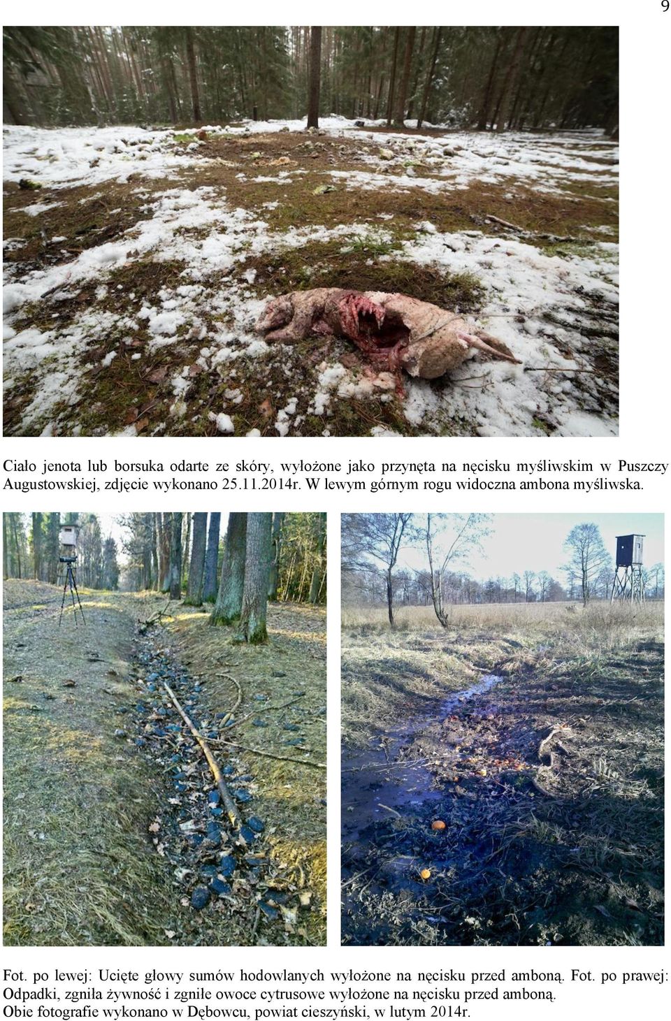 po lewej: Ucięte głowy sumów hodowlanych wyłożone na nęcisku przed amboną. Fot.