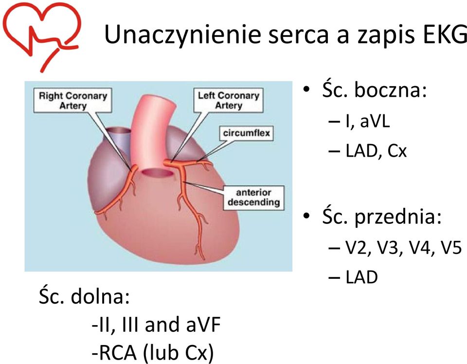 dolna: -II, III and avf -RCA