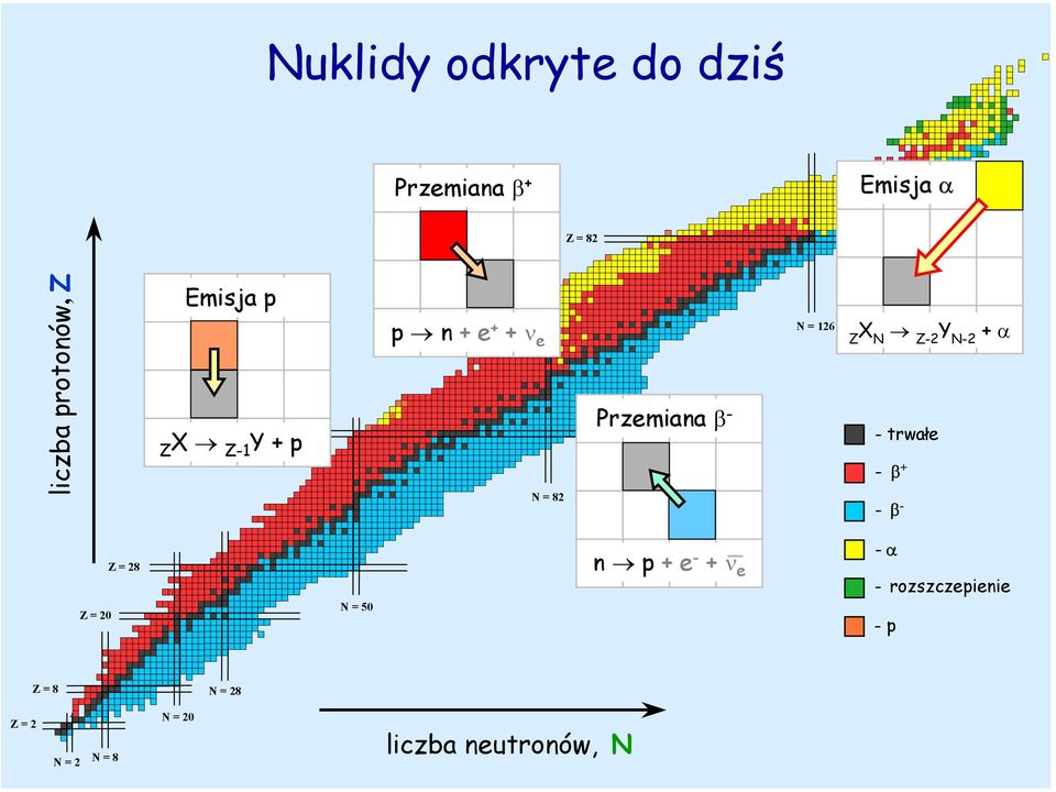 Y + α Z N Z-2 N-2 -trwałe - β + - β - Z = 20 Z = 28 N = 50 n p + e - + ν e -