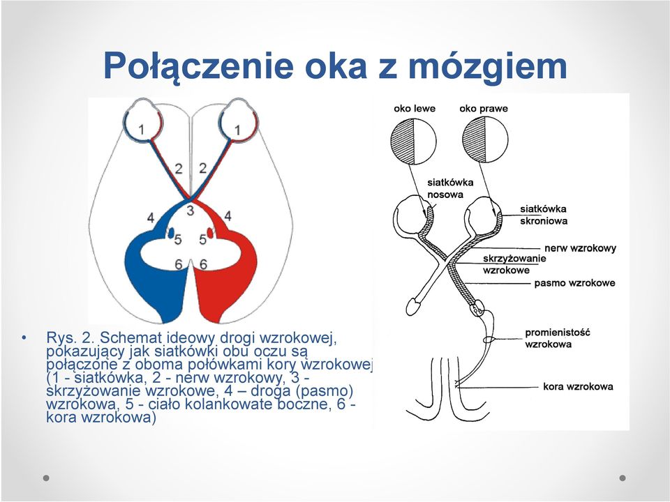 połączone z oboma połówkami kory wzrokowej (1 - siatkówka, 2 - nerw