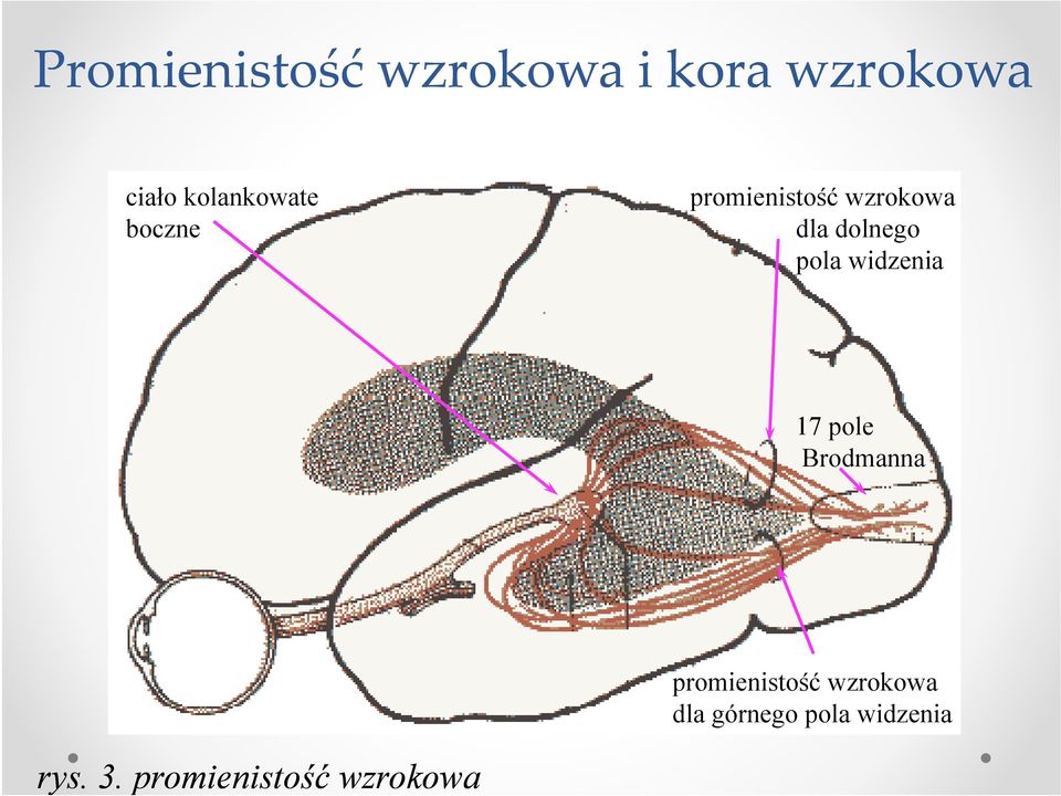 dolnego pola widzenia 17 pole Brodmanna