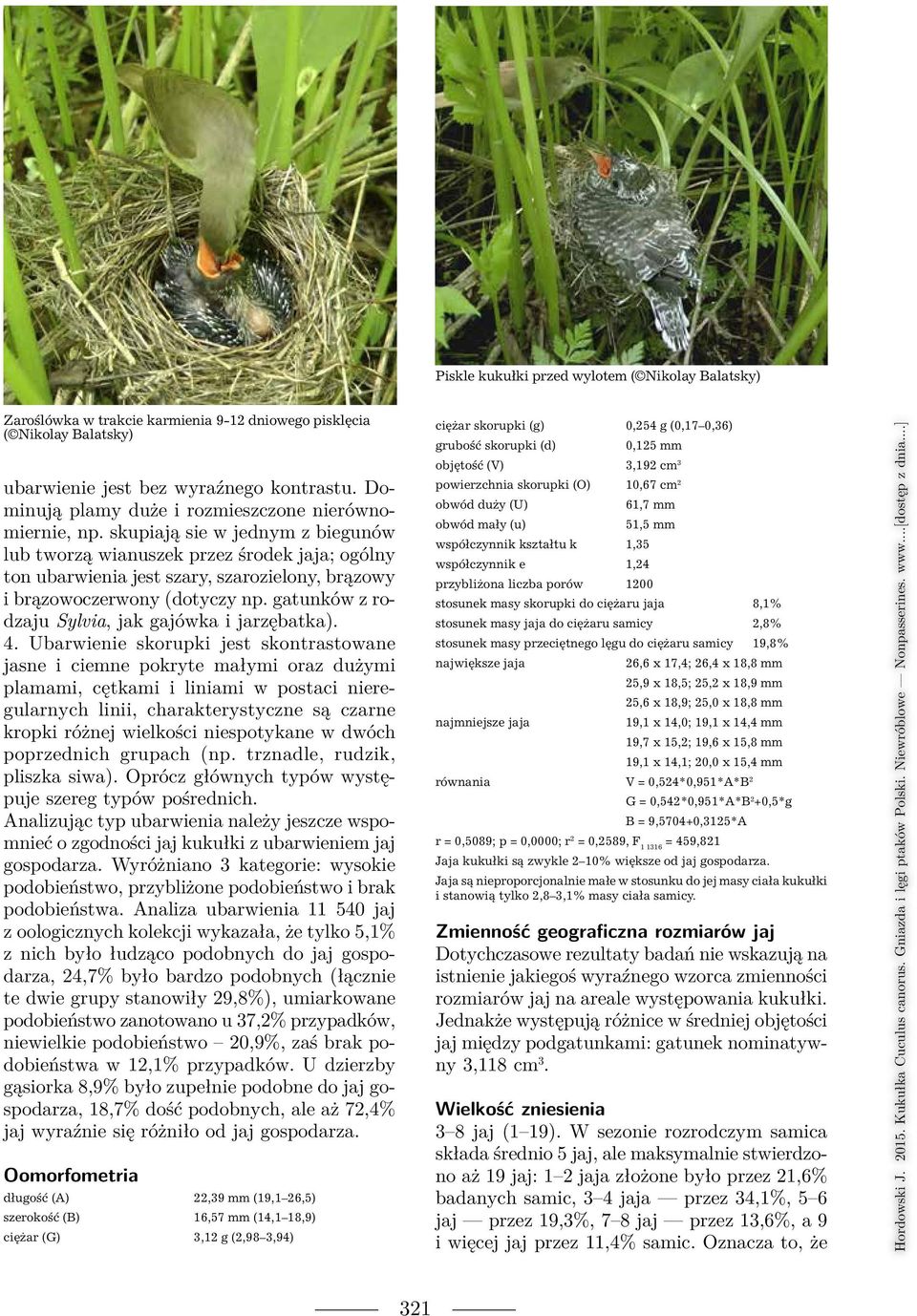 skupiają sie w jednym z biegunów lub tworzą wianuszek przez środek jaja; ogólny ton ubarwienia jest szary, szarozielony, brązowy i brązowoczerwony (dotyczy np.