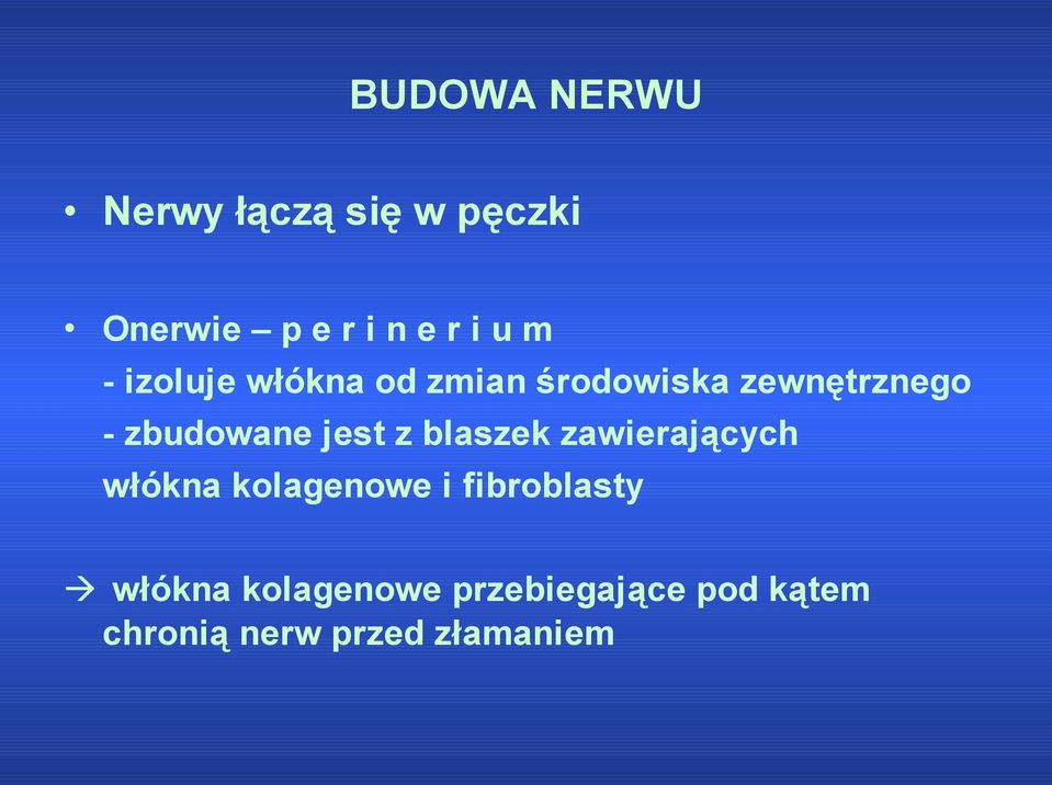 jest z blaszek zawierających włókna kolagenowe i fibroblasty