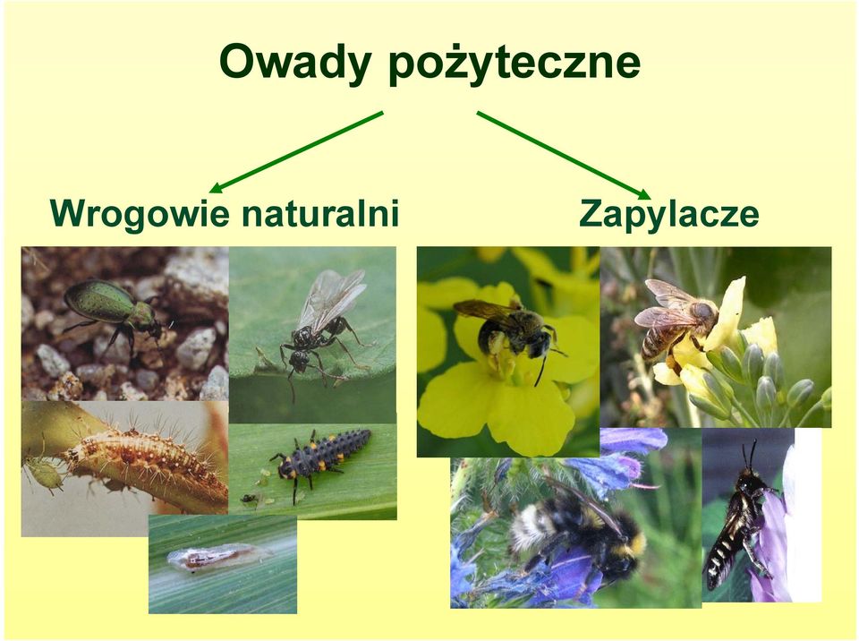 Wrogowie