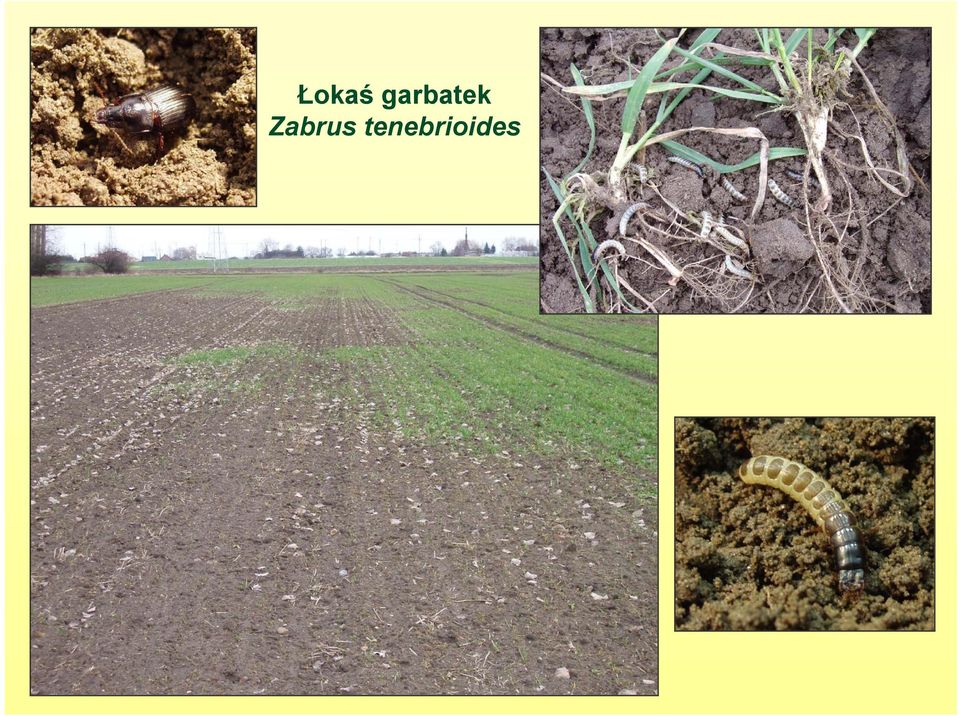 Zabrus