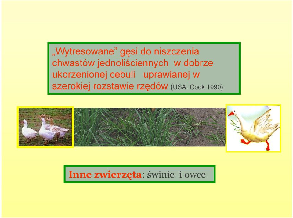 cebuli uprawianej w szerokiej rozstawie