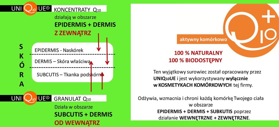 Ten wyjątkowy surowiec został opracowany przez Q10UE i jest wykorzystywany wyłącznie w KOSMETYKACH KOMÓRKOWYCH tej firmy.