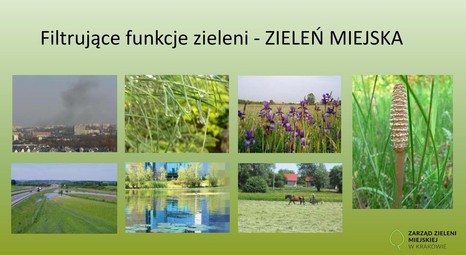 zieleni -