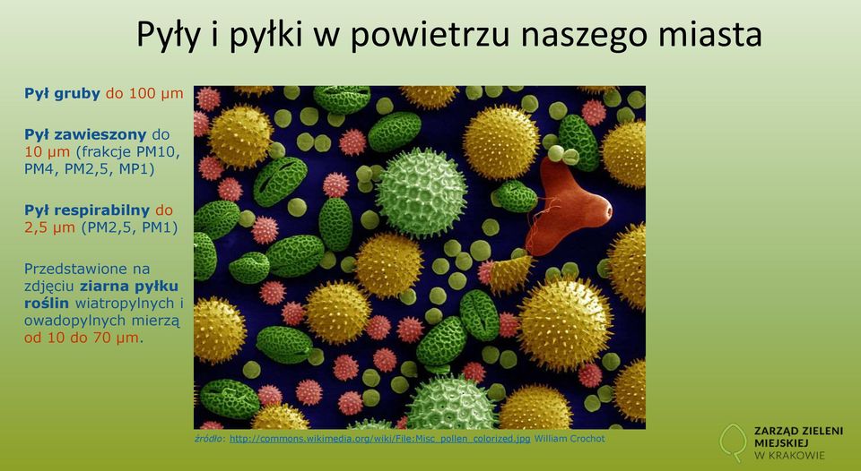 na zdjęciu ziarna pyłku roślin wiatropylnych i owadopylnych mierzą od 10 do 70 μm.