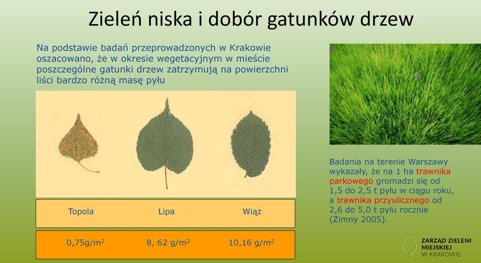 Lipa Wiąz Badania na terenie Warszawy wykazały, że na 1 ha trawnika parkowego gromadzi się od 1,5 do 2,5 t pyłu