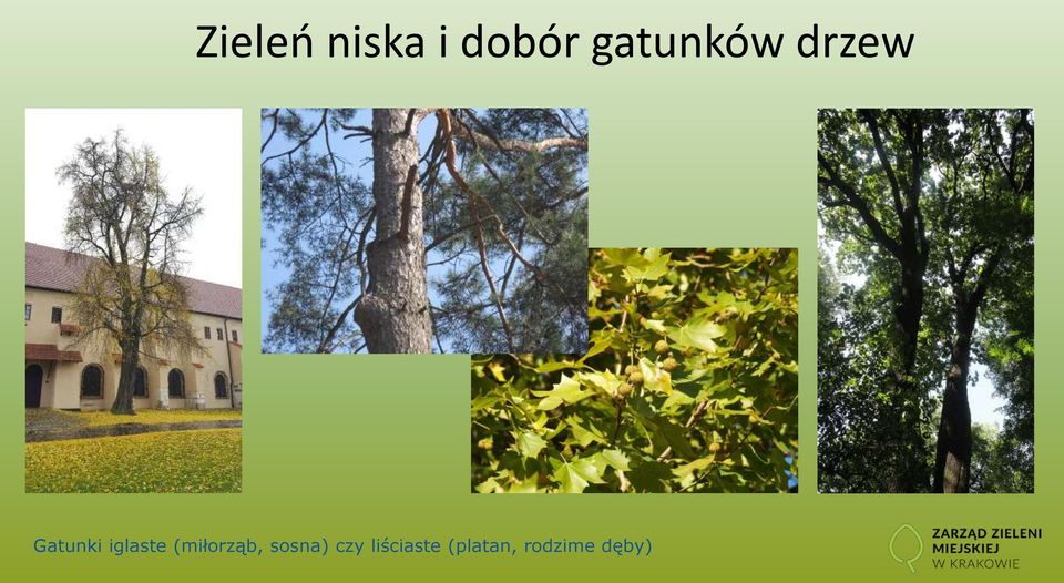 iglaste (miłorząb, sosna)
