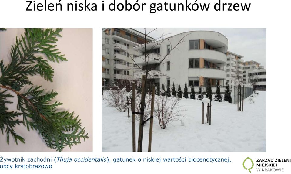 occidentalis), gatunek o niskiej