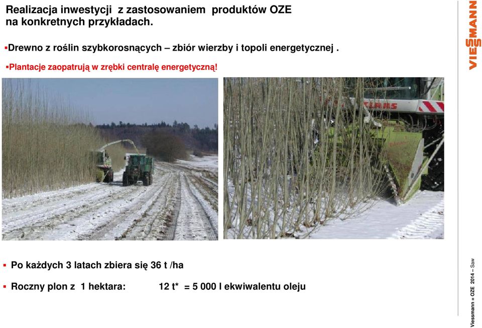 Plantacje zaopatrują w zrębki centralę energetyczną!