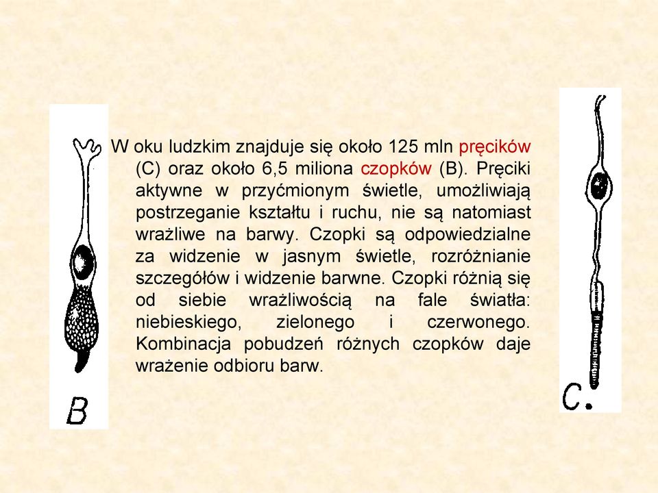 Czopki są odpowiedzialne za widzenie w jasnym świetle, rozróżnianie szczegółów i widzenie barwne.