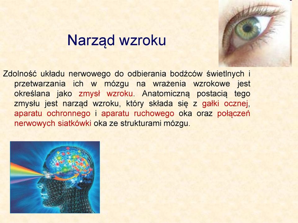 Anatomiczną postacią tego zmysłu jest narząd wzroku, który składa się z gałki ocznej,