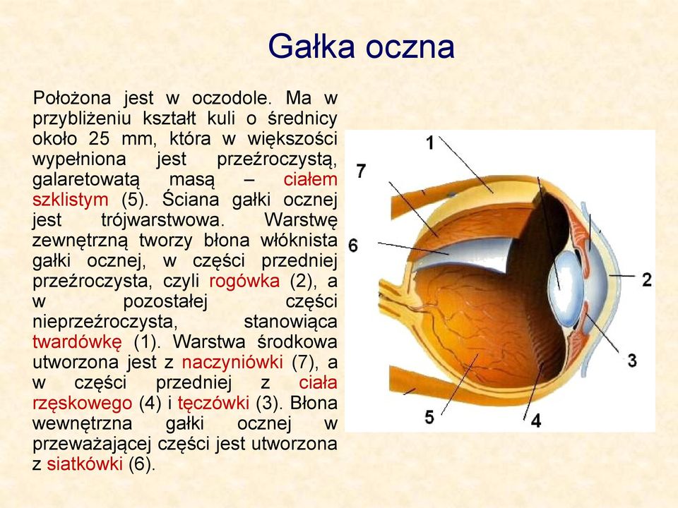 Ściana gałki ocznej jest trójwarstwowa.