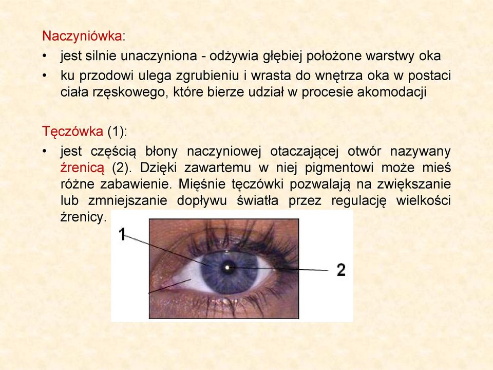 błony naczyniowej otaczającej otwór nazywany źrenicą (2).