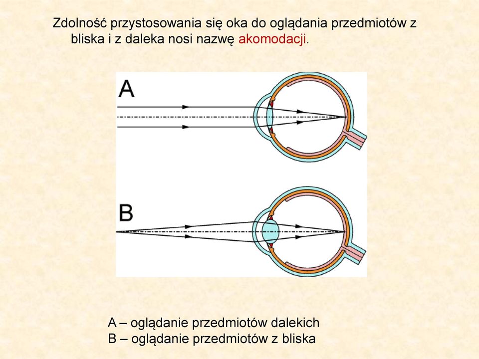 nosi nazwę akomodacji.