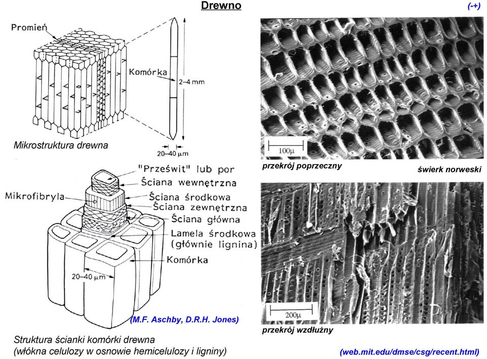 Jones) Struktura ścianki komórki drewna (włókna celulozy w