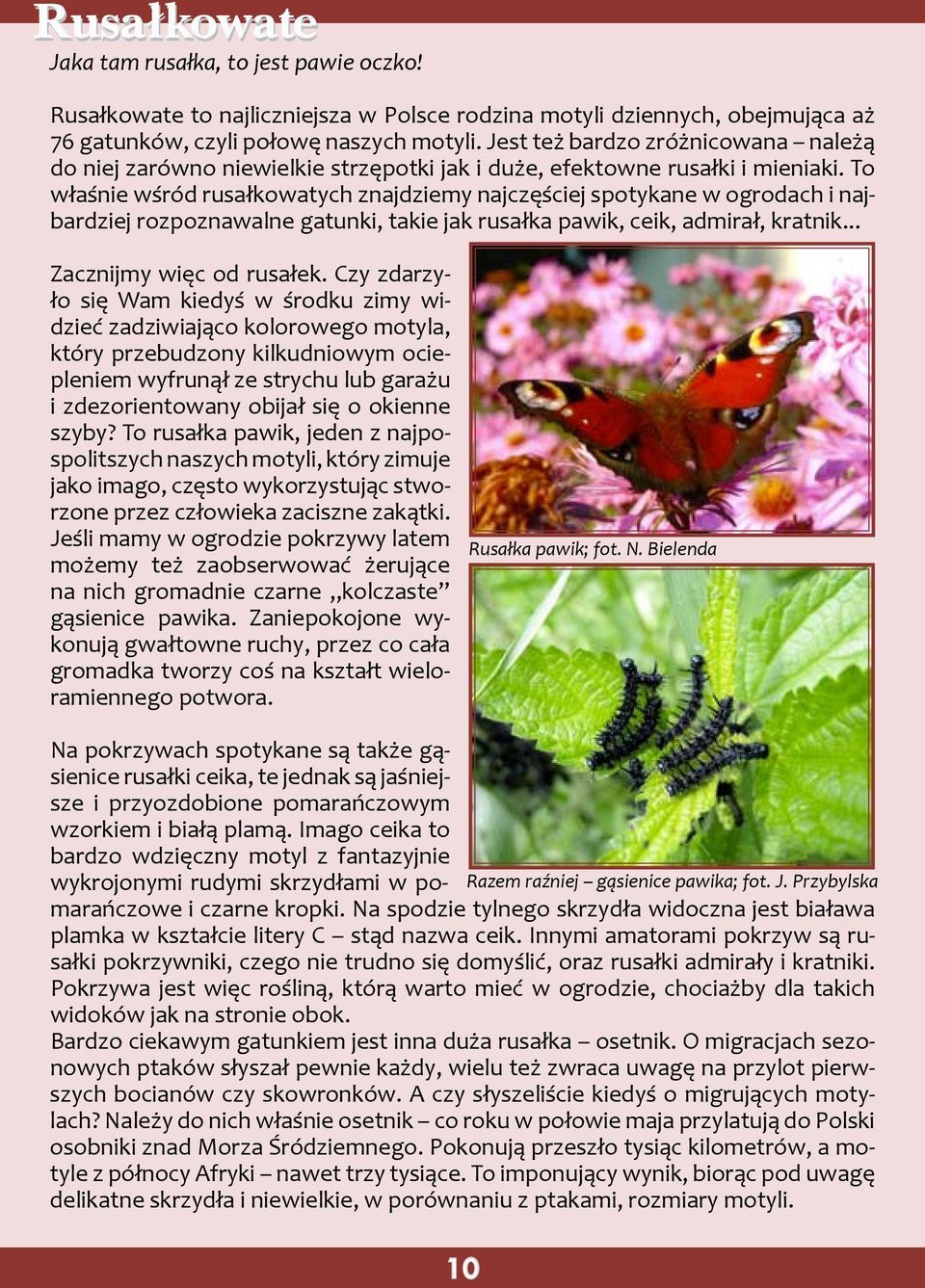 To właśnie wśród rusałkowatych znajdziemy najczęściej spotykane w ogrodach i najbardziej rozpoznawalne gatunki, takie jak rusałka pawik, ceik, admirał, kratnik... Zacznijmy więc od rusałek.