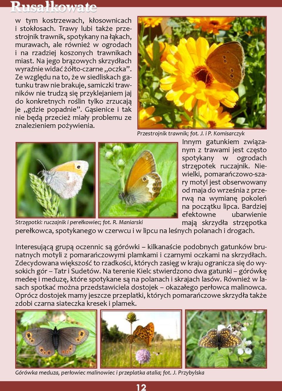 Ze względu na to, że w siedliskach gatunku traw nie brakuje, samiczki trawników nie trudzą się przyklejaniem jaj do konkretnych roślin tylko zrzucają je gdzie popadnie.