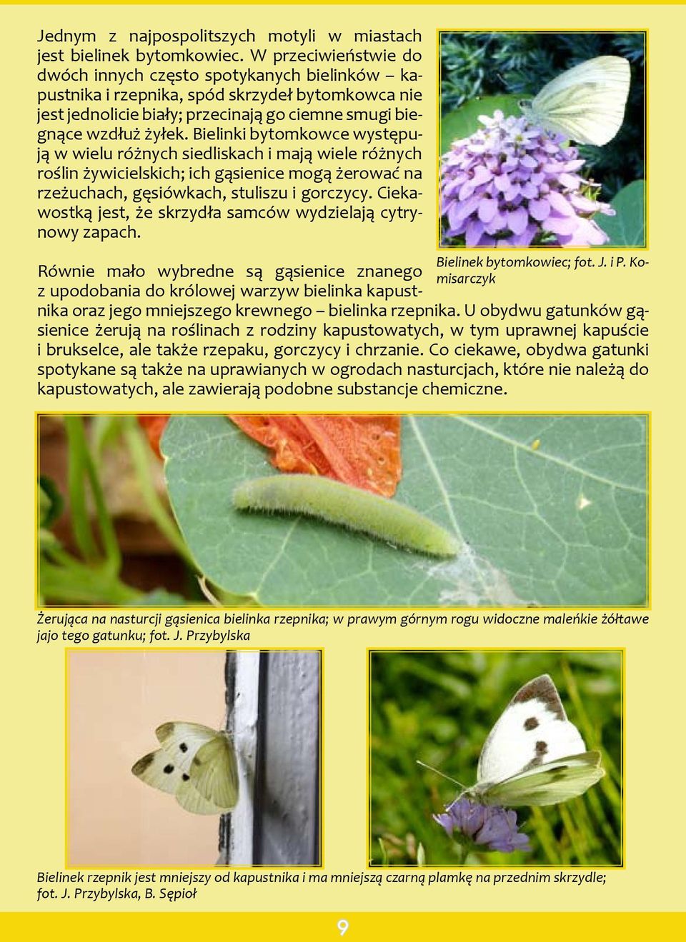 Bielinki bytomkowce występują w wielu różnych siedliskach i mają wiele różnych roślin żywicielskich; ich gąsienice mogą żerować na rzeżuchach, gęsiówkach, stuliszu i gorczycy.