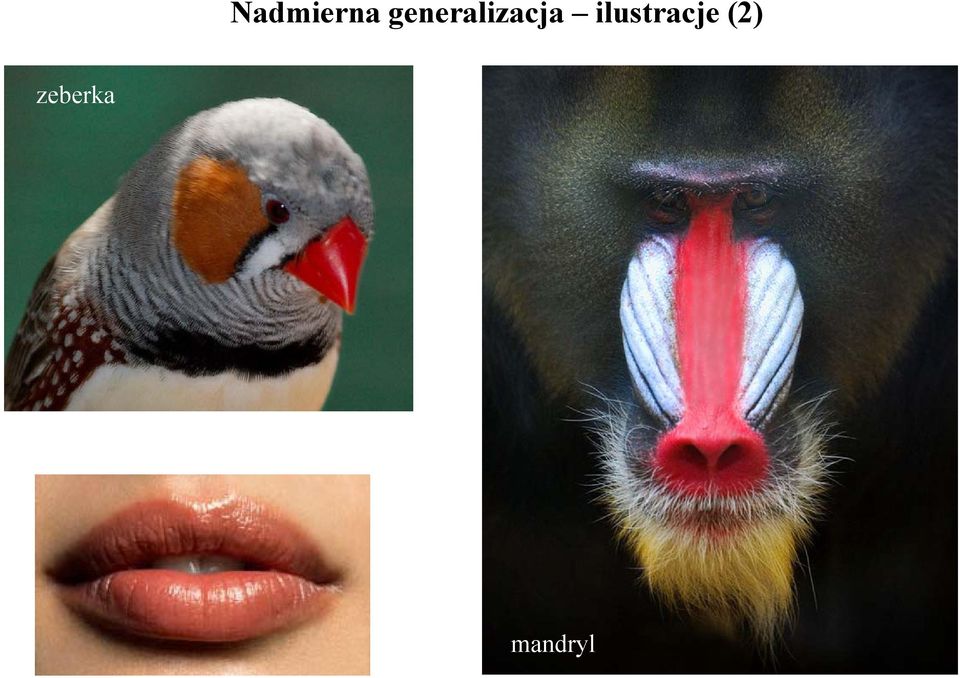ilustracje