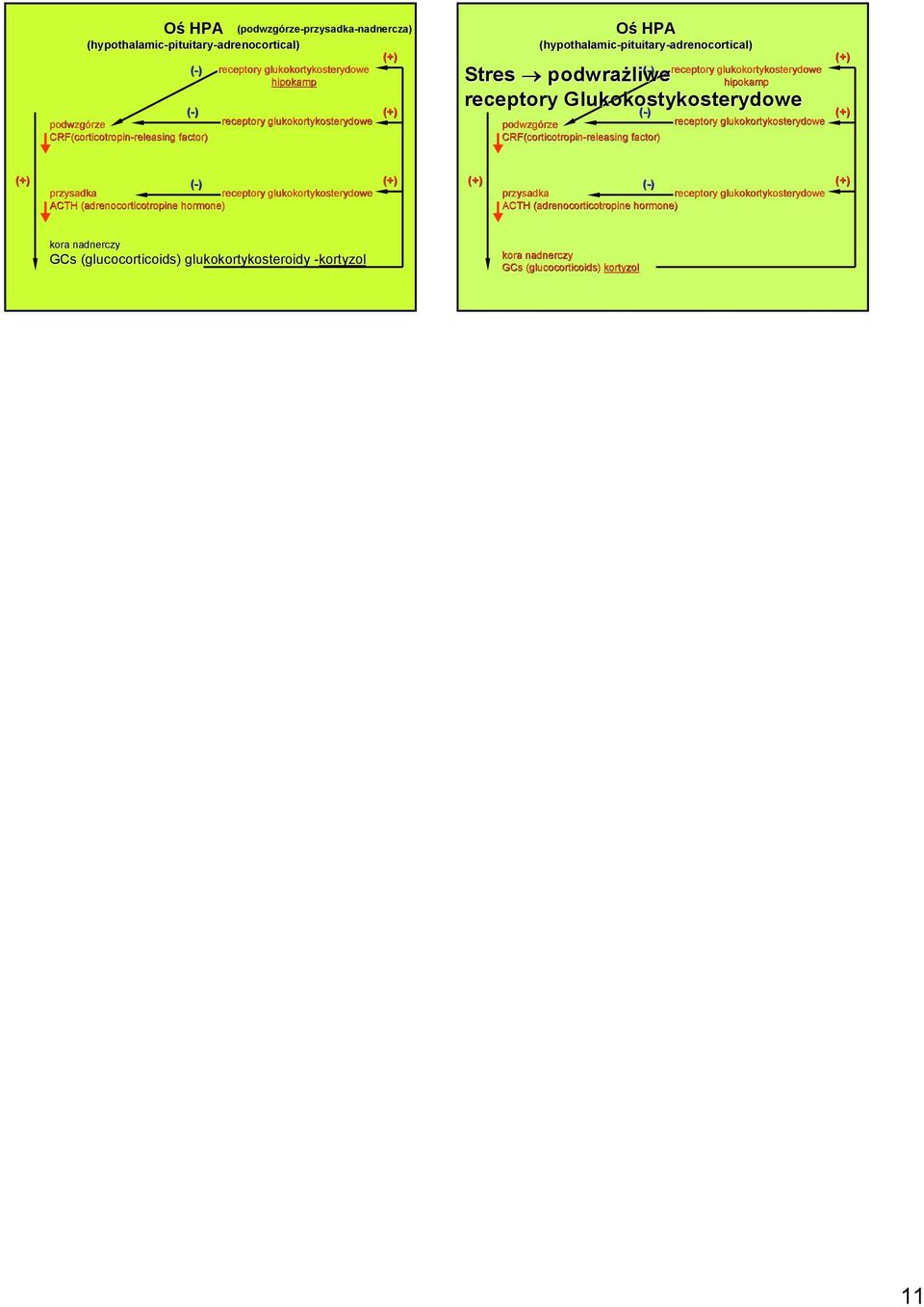 Glukokostykosterydowe podwzgórze CRF(corticotropin-releasing releasing factor) receptory glukokortykosterydowe przysadka receptory glukokortykosterydowe ACTH (adrenocorticotropine(