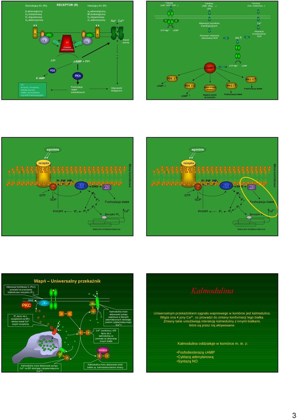 ..) Ca 2+ R s β γ + AC - Cyklaza adenylanowa β γ R i Kanał jonowy -Mg 2+ cgmp Ekspresja i aktywacja indukowanej NOS NO Aktywacja konstytutywnej NOS ATP camp + PPi PDE cgmp -Mg 2+ cgmp 5 -AMP PKA PDE