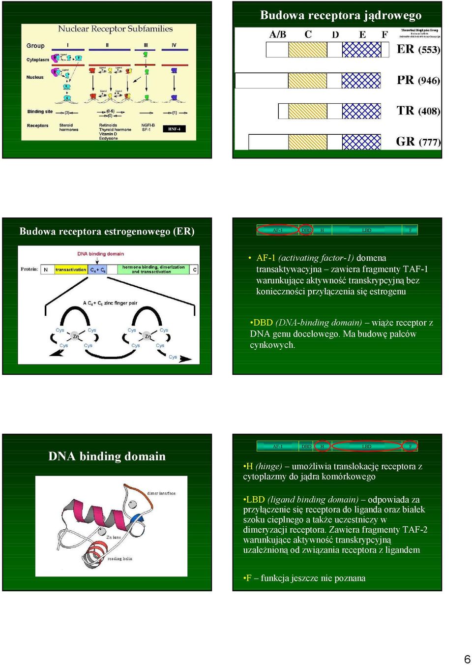 DNA binding domain AF-1 DBD H LBD F H (hinge) umoŝliwia translokację receptora z cytoplazmy do jądra komórkowego LBD (ligand binding domain) odpowiada za przyłączenie się receptora do liganda