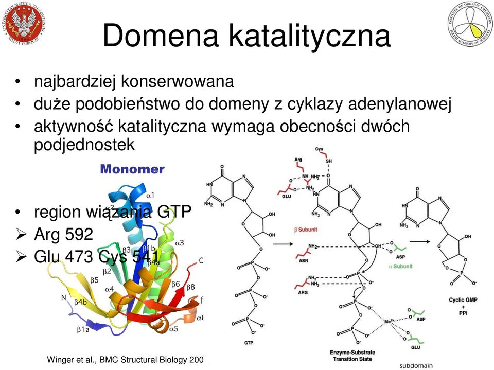 obecności dwóch podjednostek Monomer Heterodimer region wiązania
