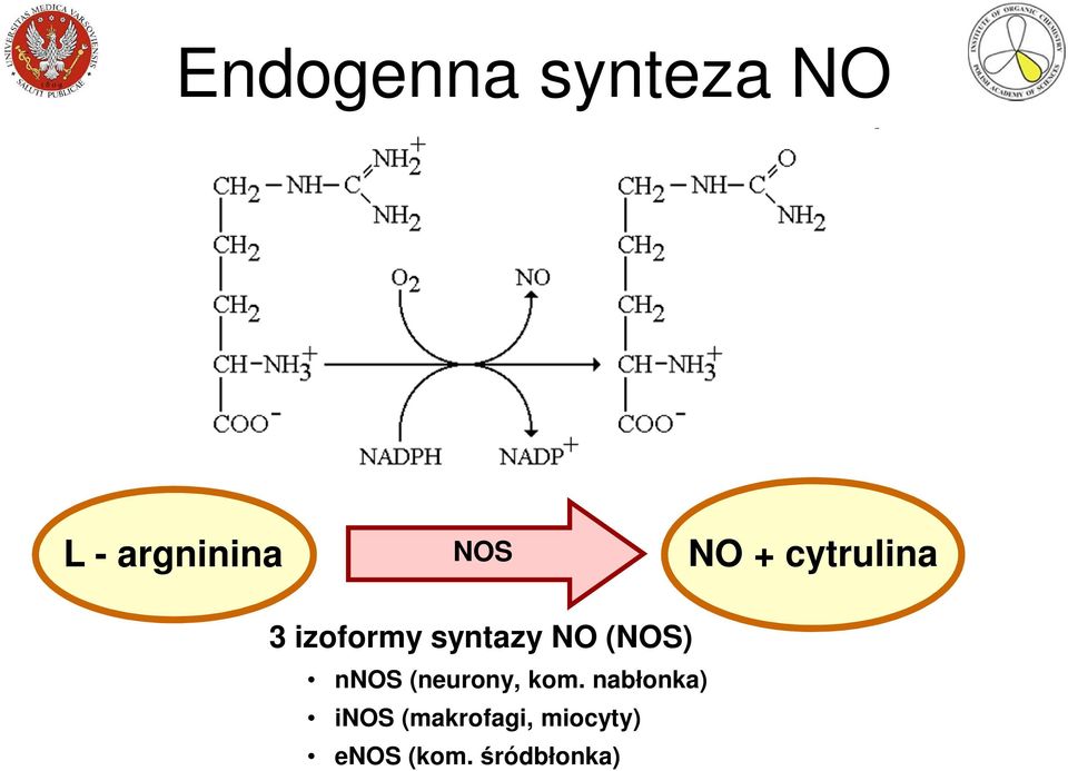 (NOS) nnos (neurony, kom.