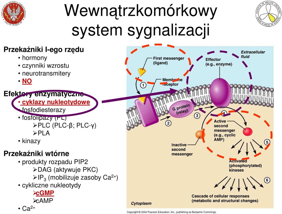 PLA kinazy Przekaźniki wtórne produkty rozpadu PIP2 DAG (aktywuje PKC) IP 3