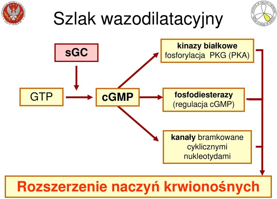 fosfodiesterazy (regulacja cgmp) kanały