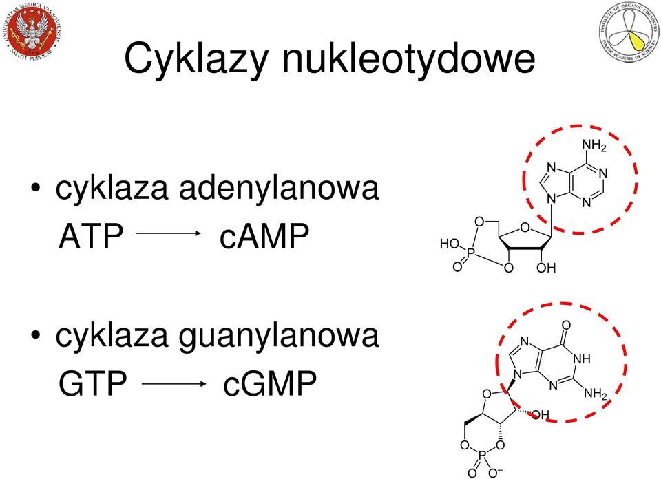 cyklaza adenylanowa